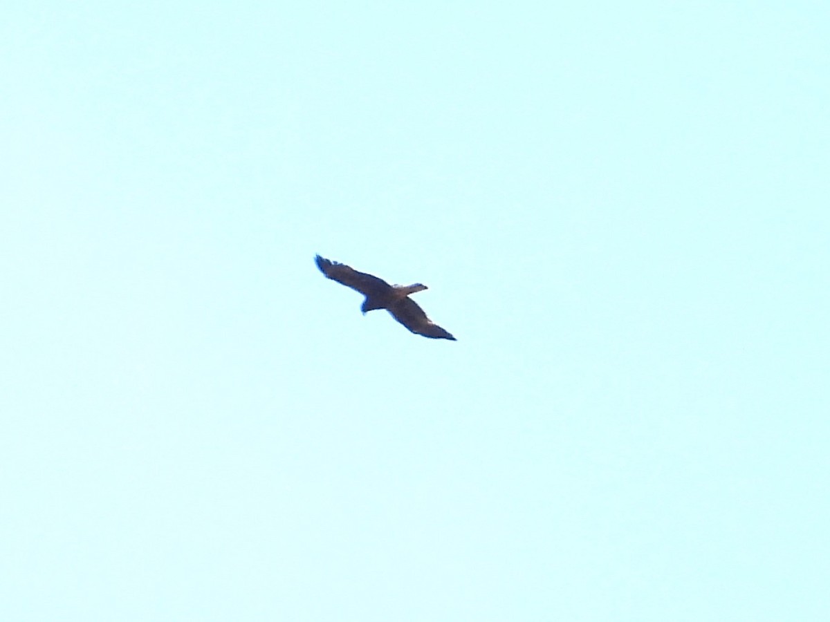 Common Buzzard - Mario Navarro Gomis