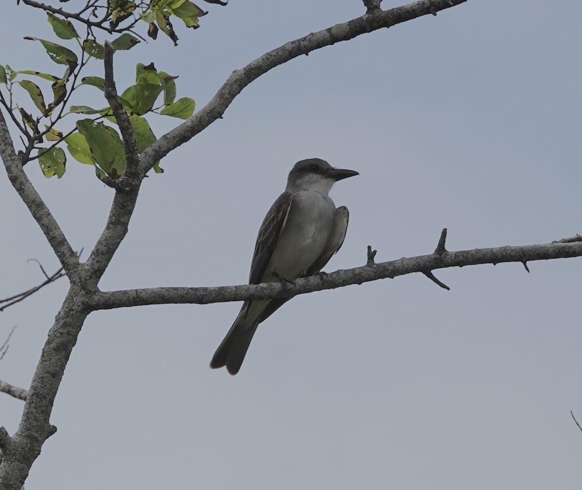 Gray Kingbird - ML620797494