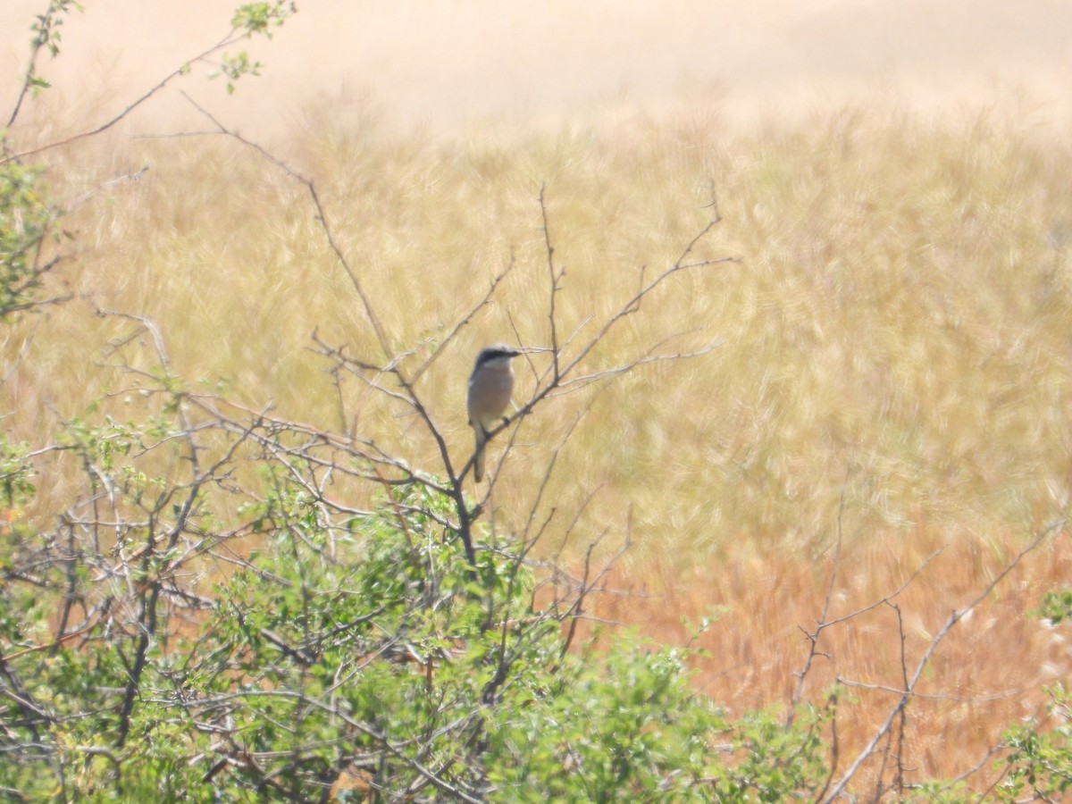 Iberian Gray Shrike - ML620797498