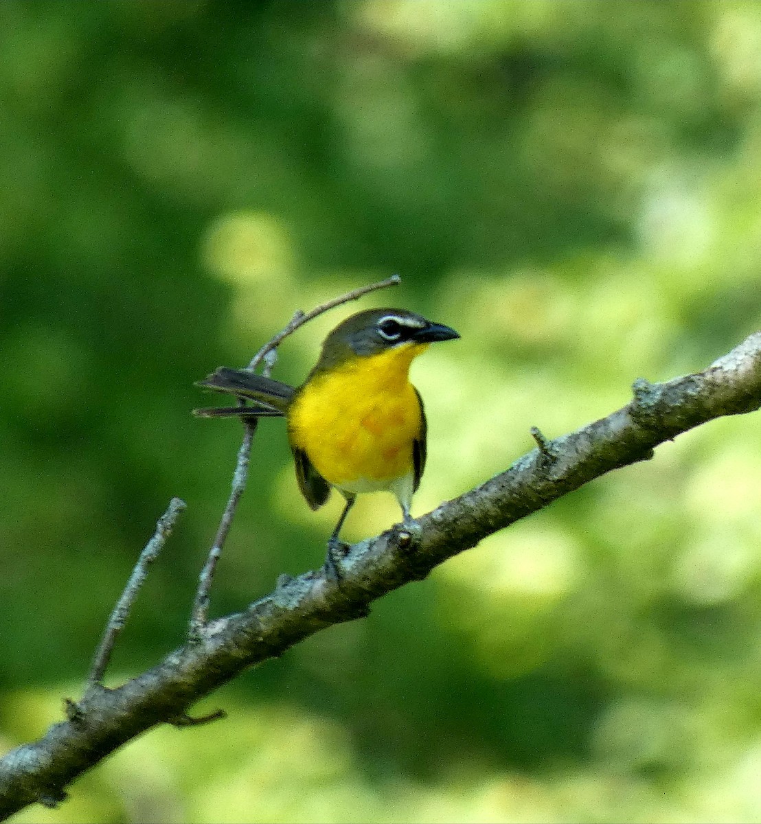 Yellow-breasted Chat - ML620797500