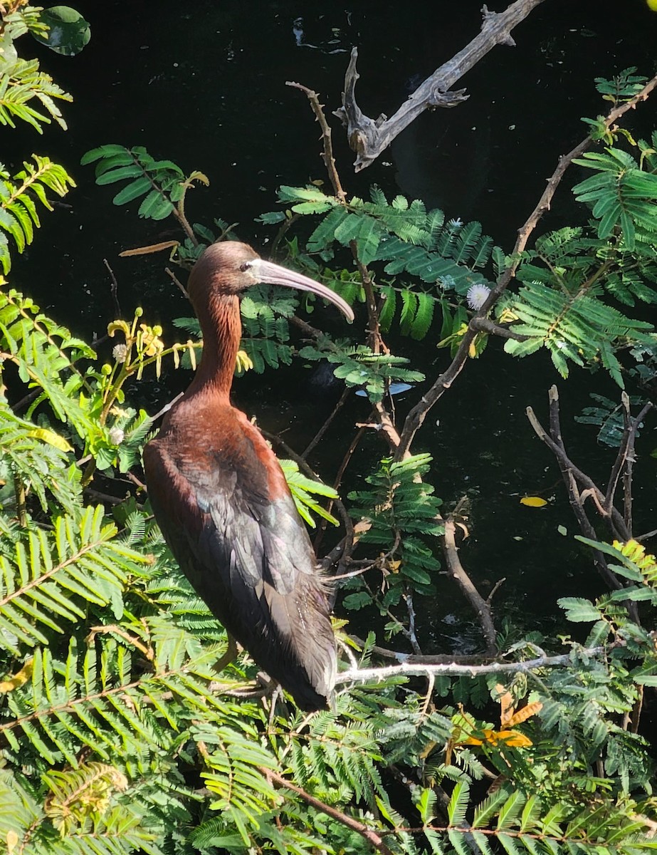 Glossy Ibis - ML620797502