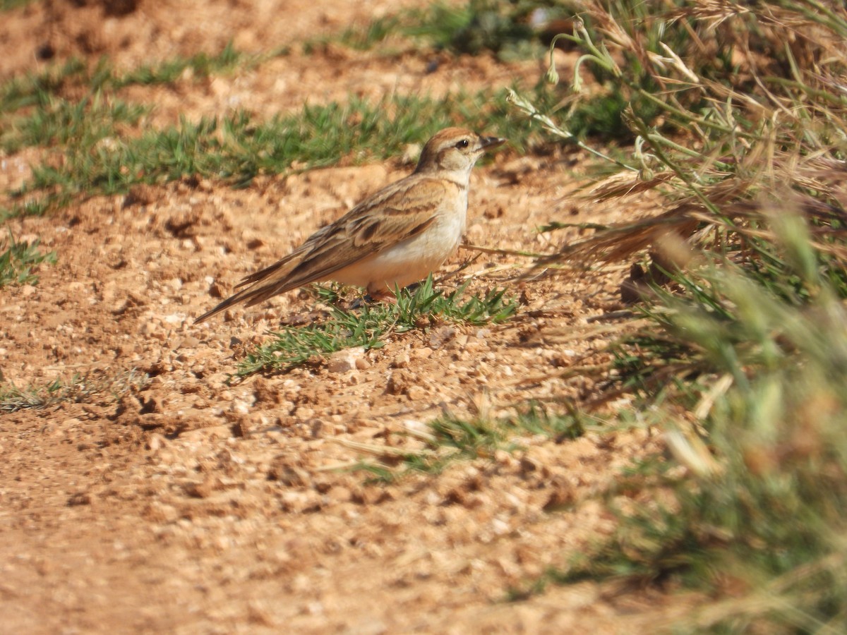 Greater Short-toed Lark - ML620797503