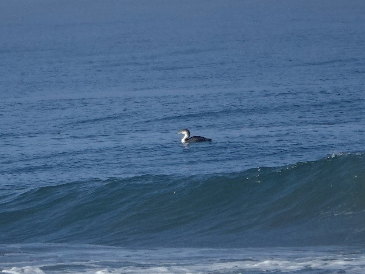 Common Loon - ML620797506