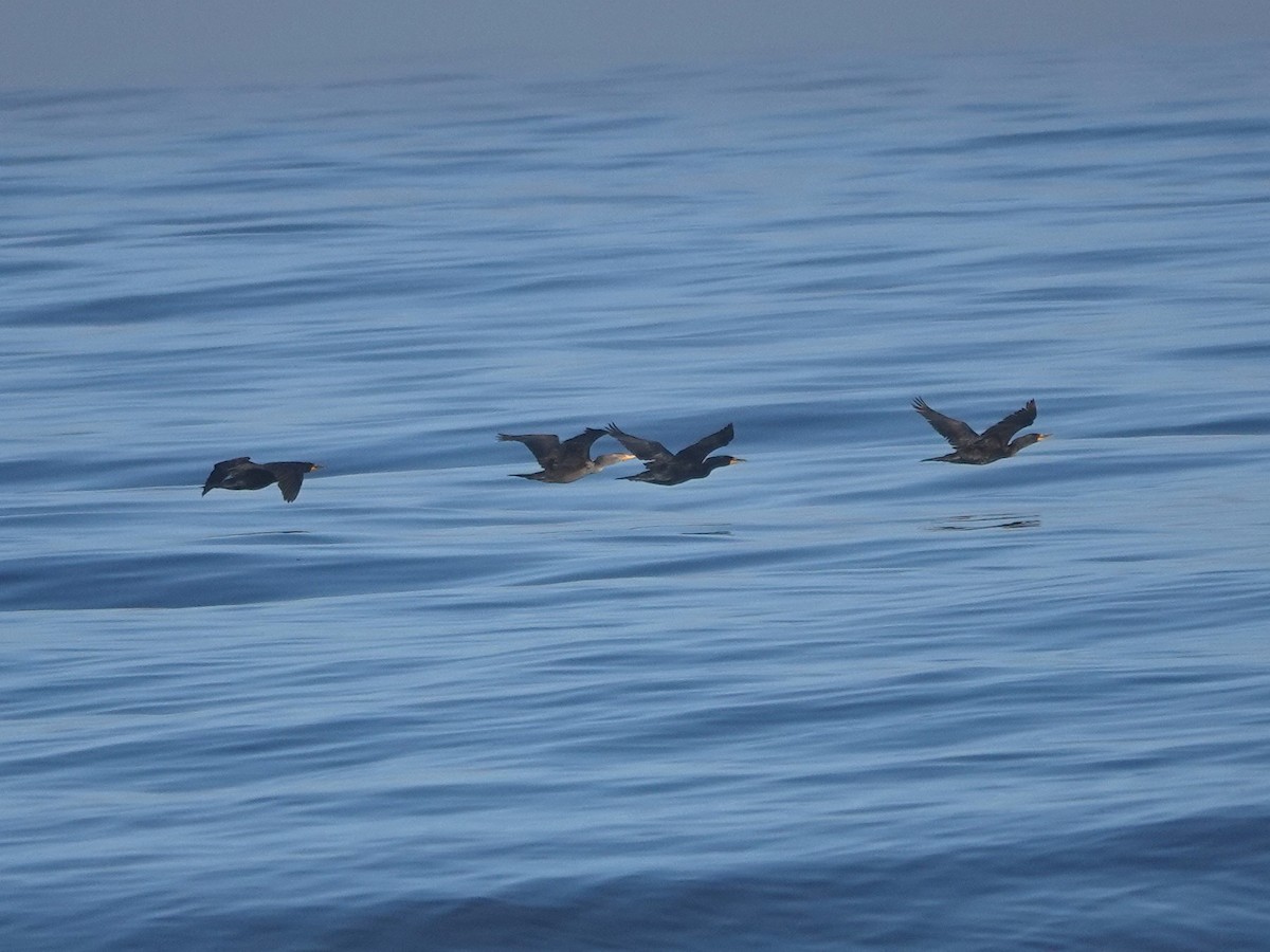 Double-crested Cormorant - ML620797509