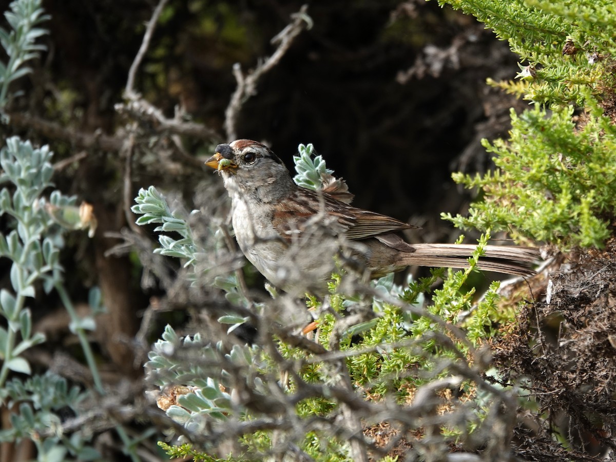 White-crowned Sparrow - ML620797513