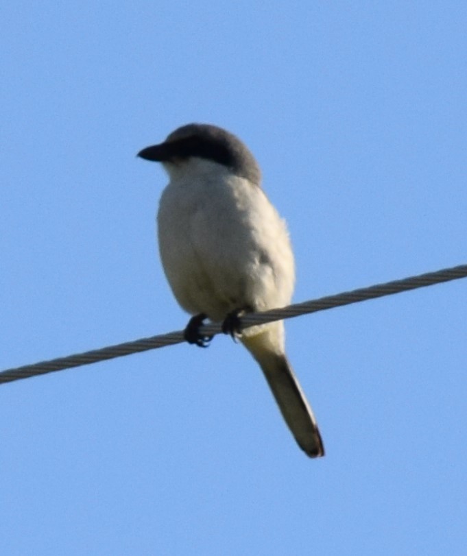 Loggerhead Shrike - ML620797528