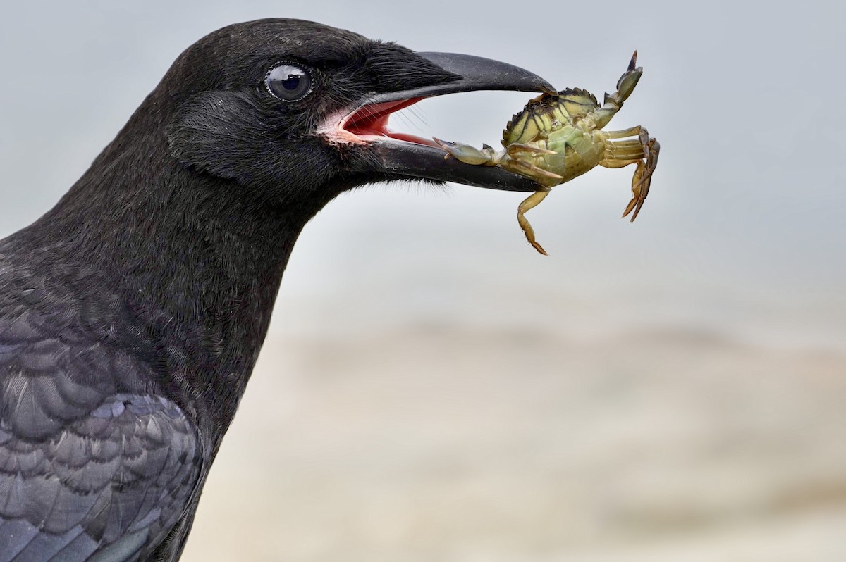 American Crow - ML620797529