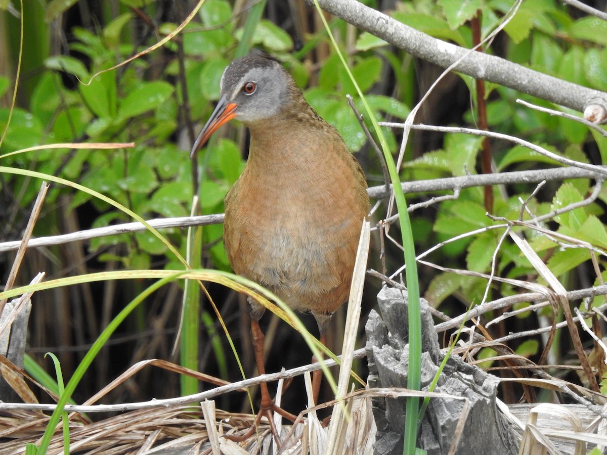 Virginia Rail - ML620797532