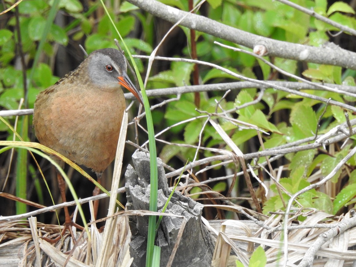 Virginia Rail - ML620797533