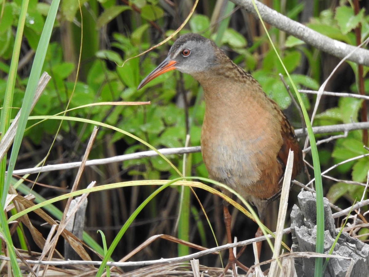 Virginia Rail - ML620797534