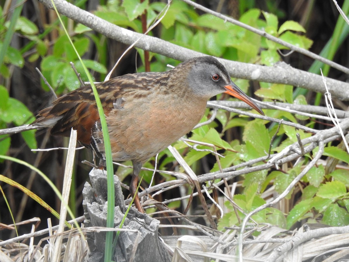 Virginia Rail - ML620797535