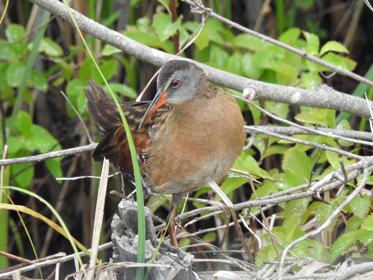 Virginia Rail - ML620797536