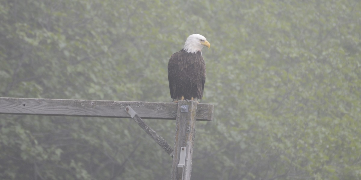 Weißkopf-Seeadler - ML620797537