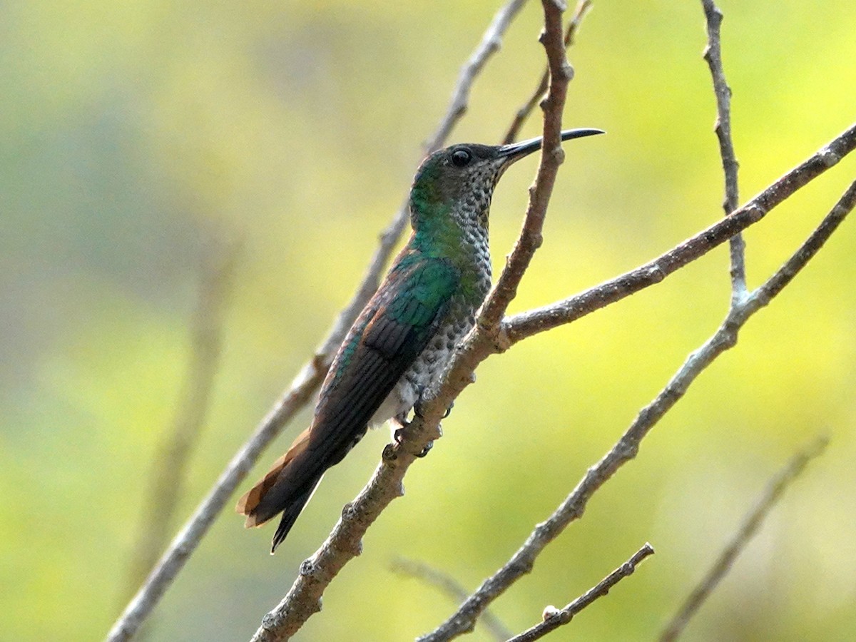 White-necked Jacobin - ML620797554