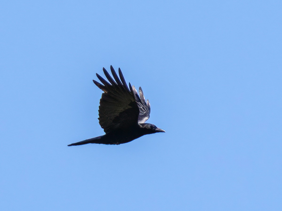 Carrion Crow - ML620797602