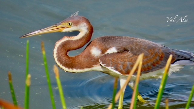 Tricolored Heron - ML620797604