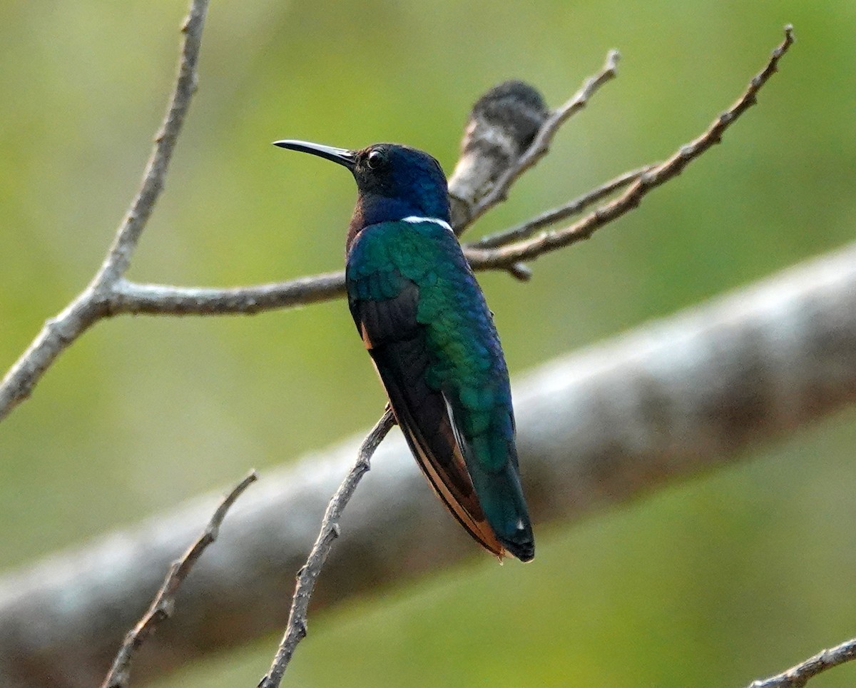 Colibrí Nuquiblanco - ML620797605