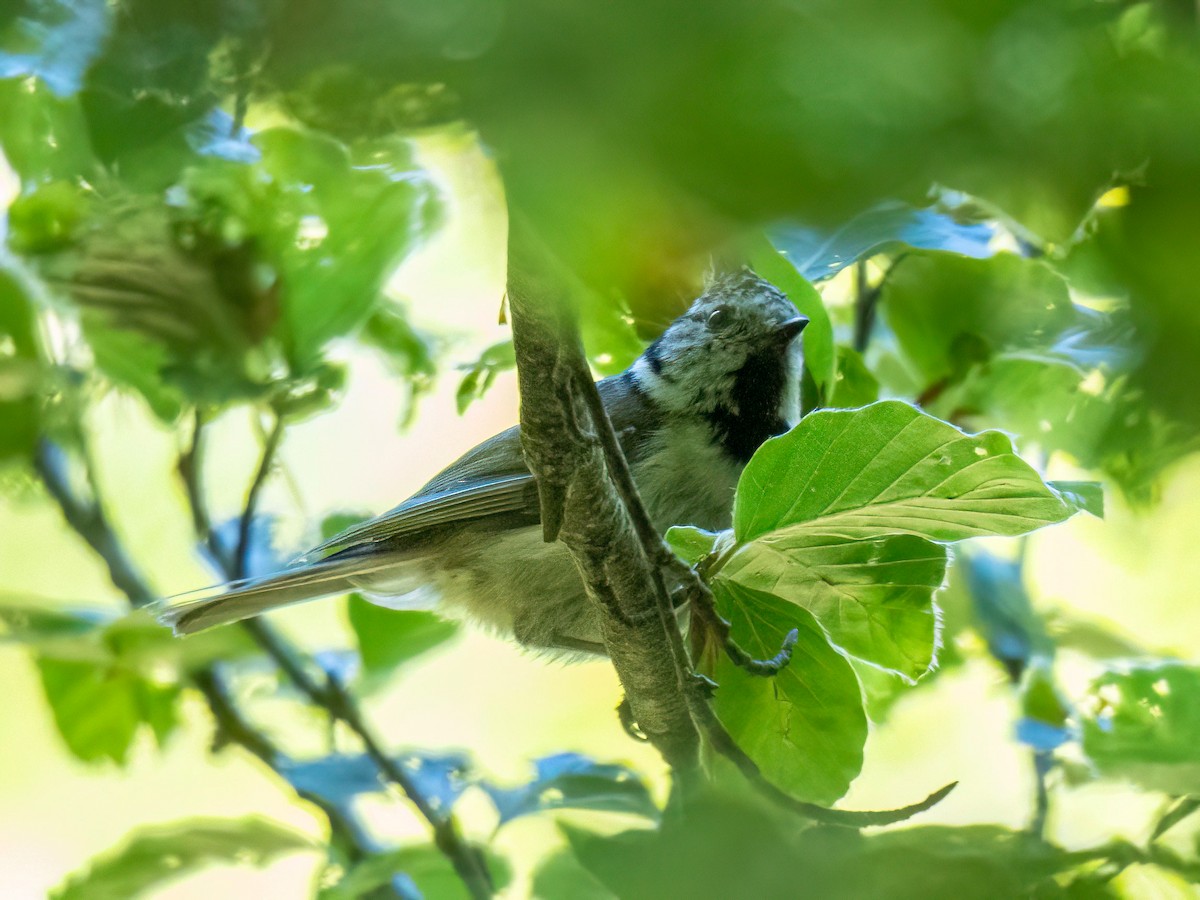 Crested Tit - ML620797608