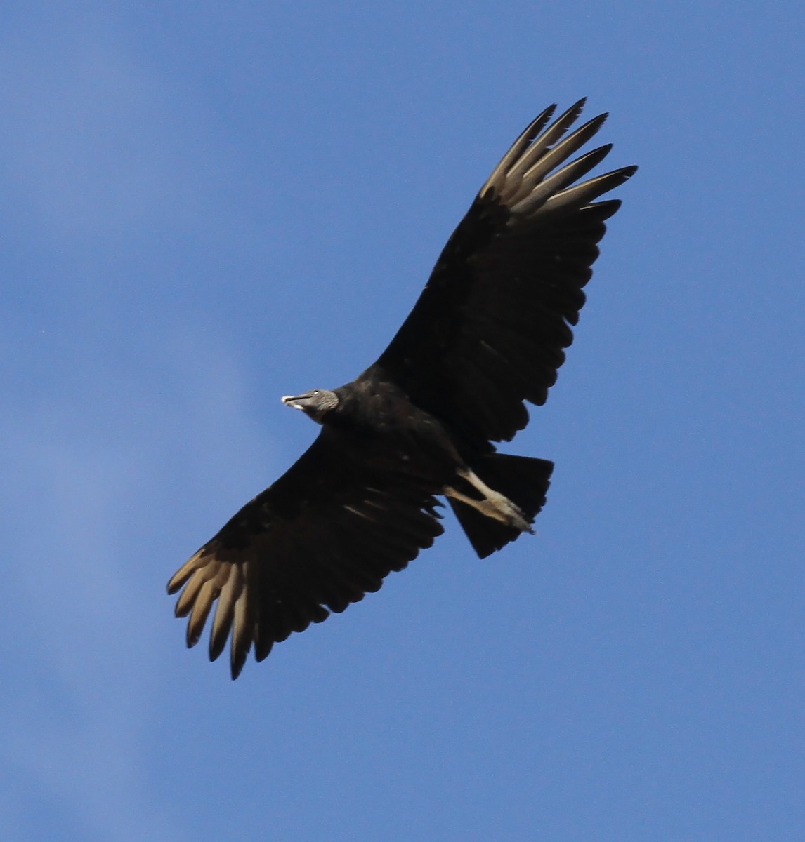 Black Vulture - ML620797610