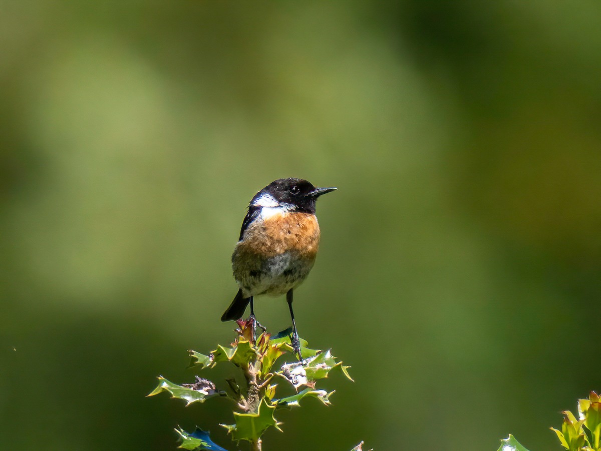 European Stonechat - ML620797611