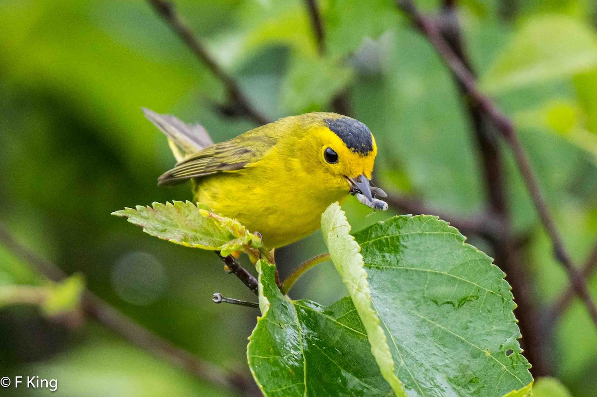 Wilson's Warbler - ML620797614