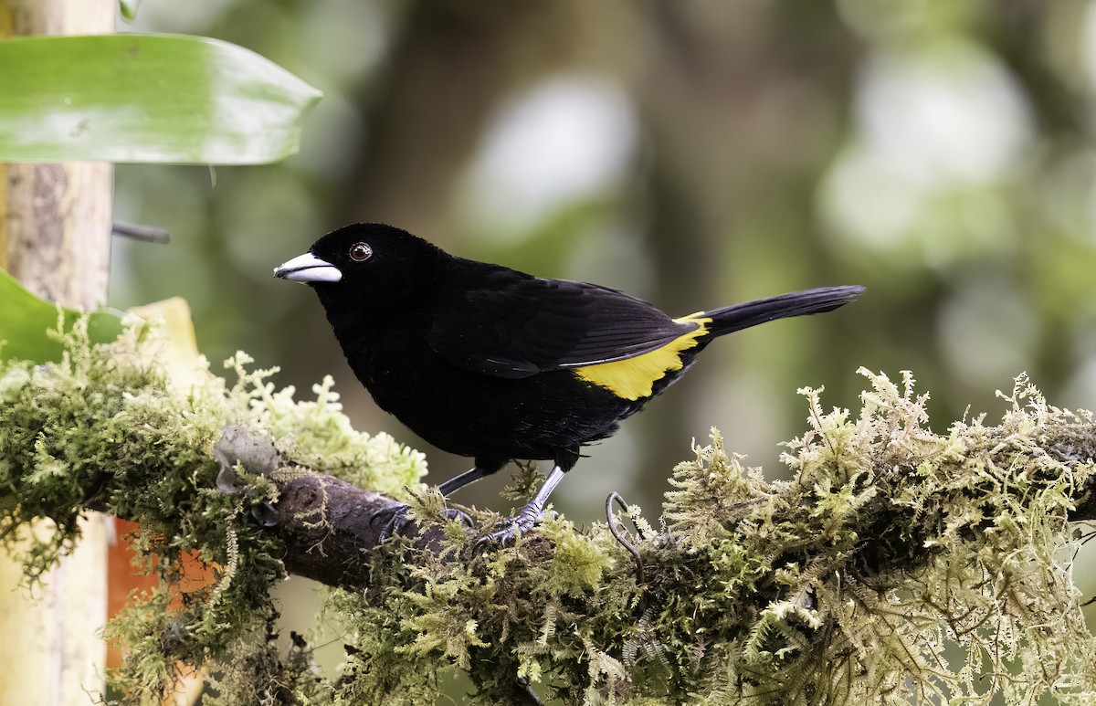 Flame-rumped Tanager - ML620797630