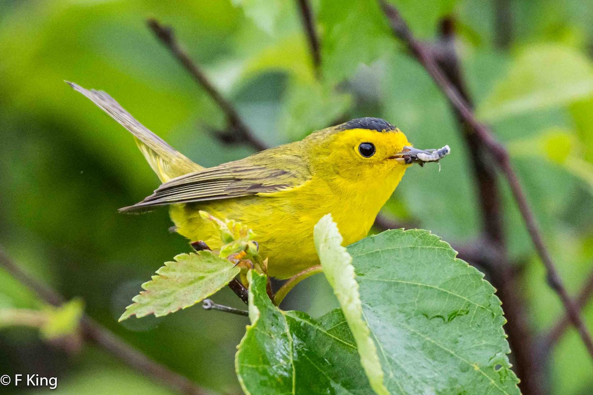 Wilson's Warbler - ML620797632