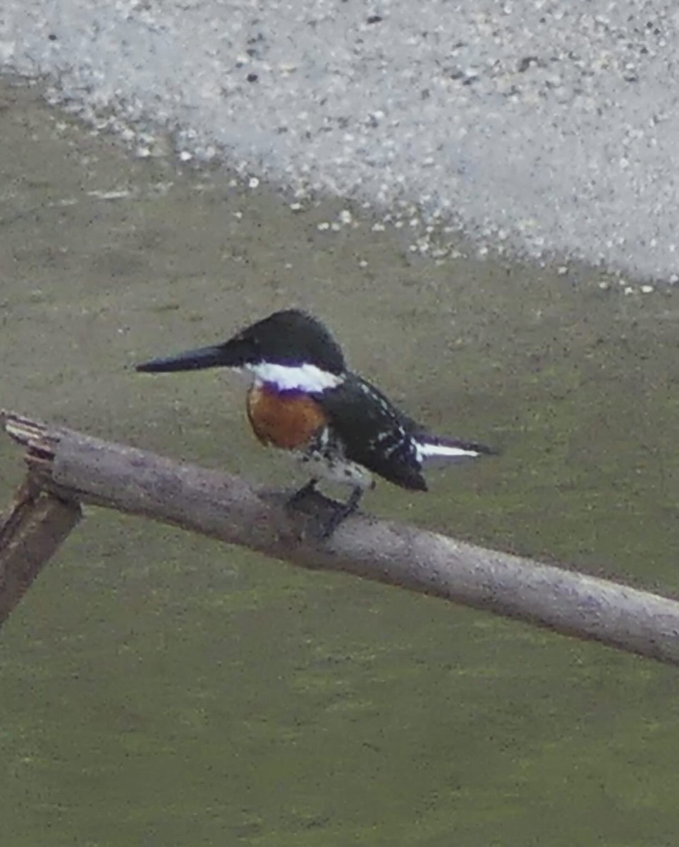 Green Kingfisher - ML620797634