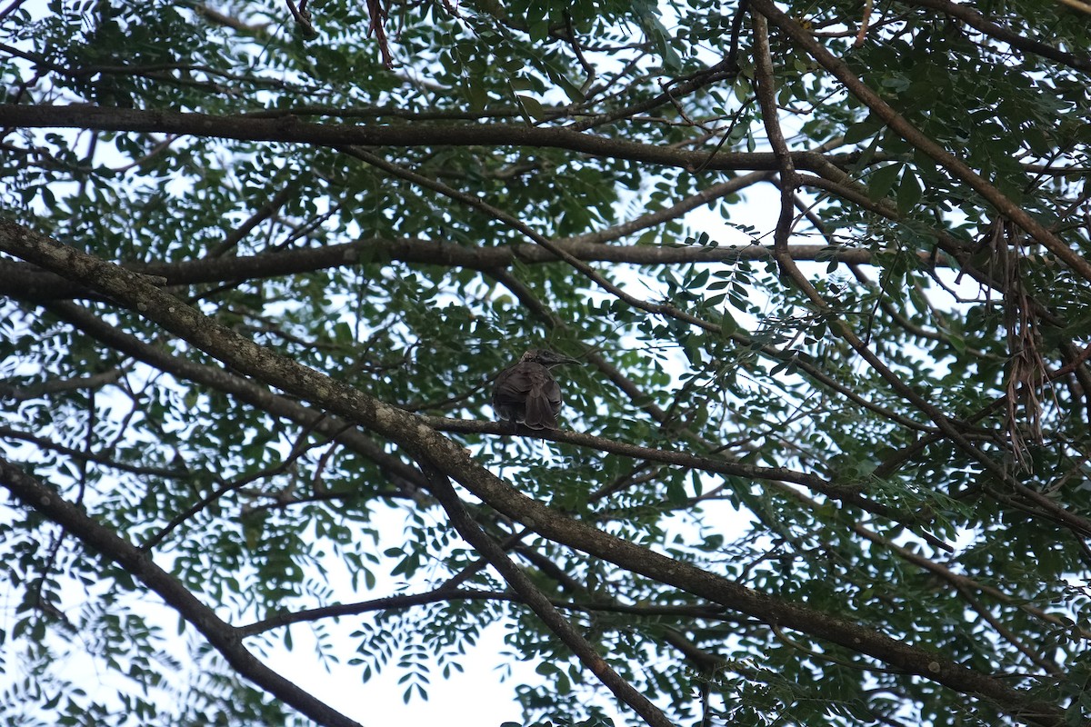 Helmeted Friarbird (New Guinea) - ML620797638