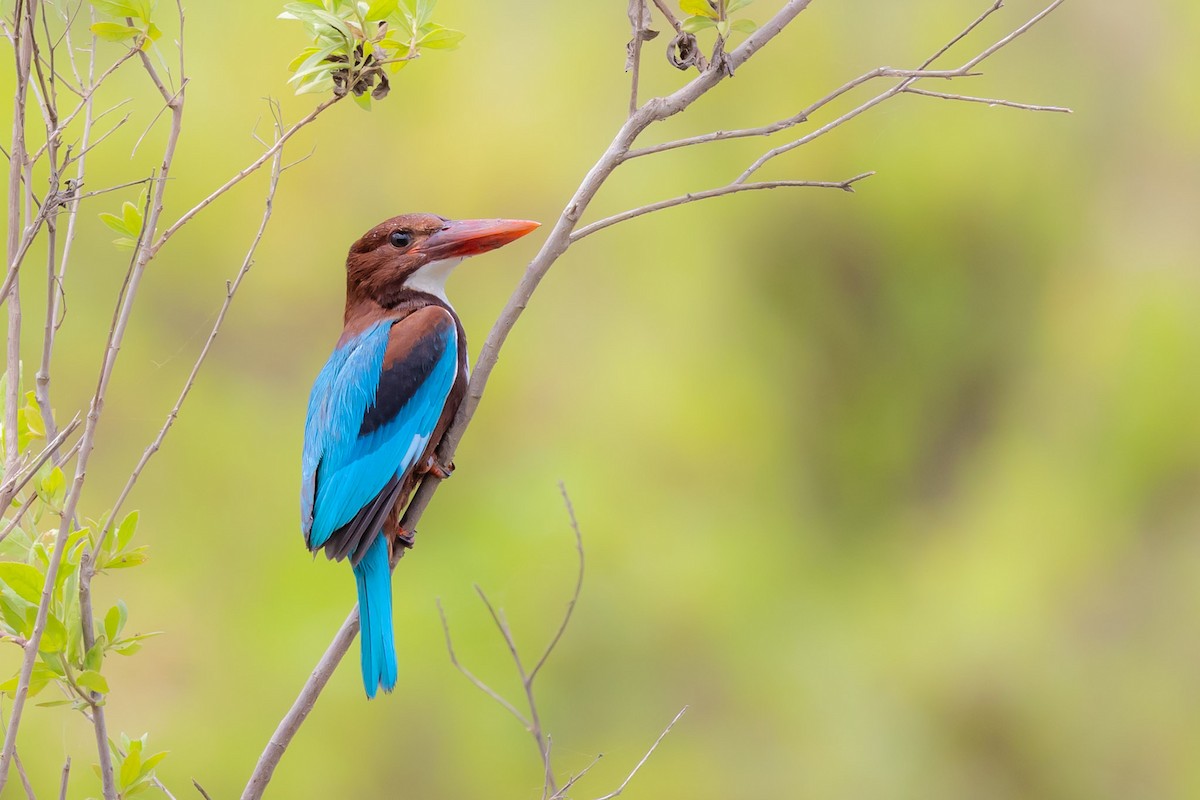 White-throated Kingfisher - ML620797639