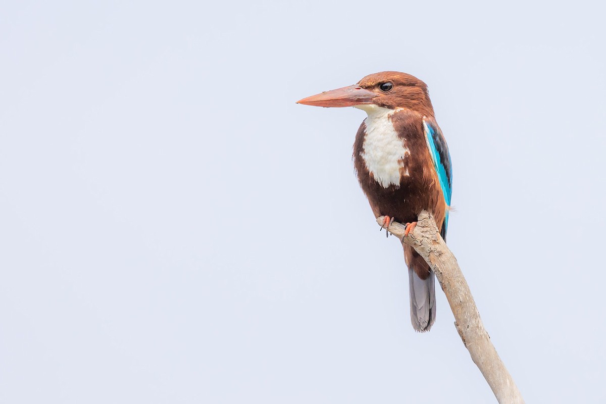 White-throated Kingfisher - ML620797640