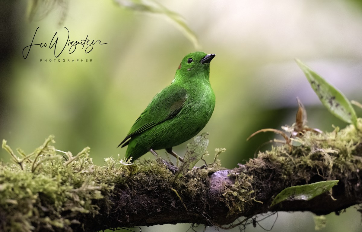 Glistening-green Tanager - ML620797641