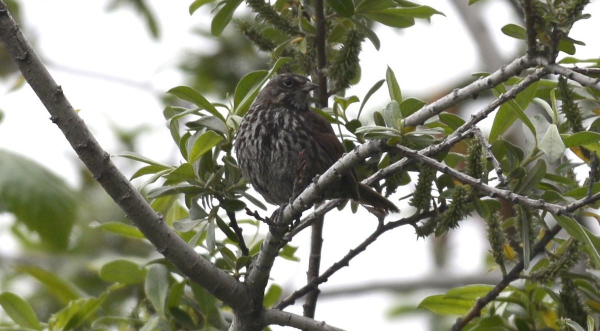 Song Sparrow (rufina Group) - ML620797642