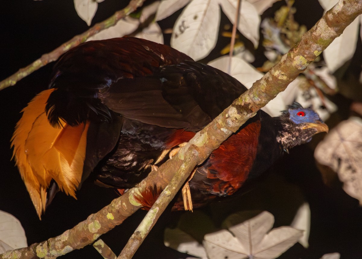 Bornean Crested Fireback - ML620797643