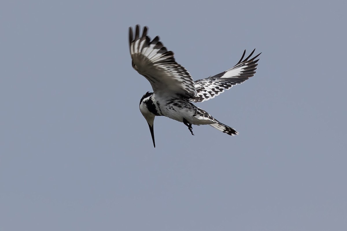 Pied Kingfisher - ML620797645