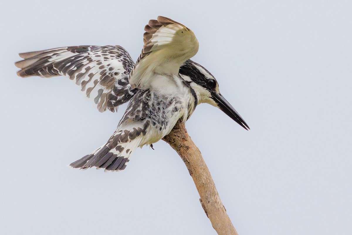 Pied Kingfisher - ML620797646