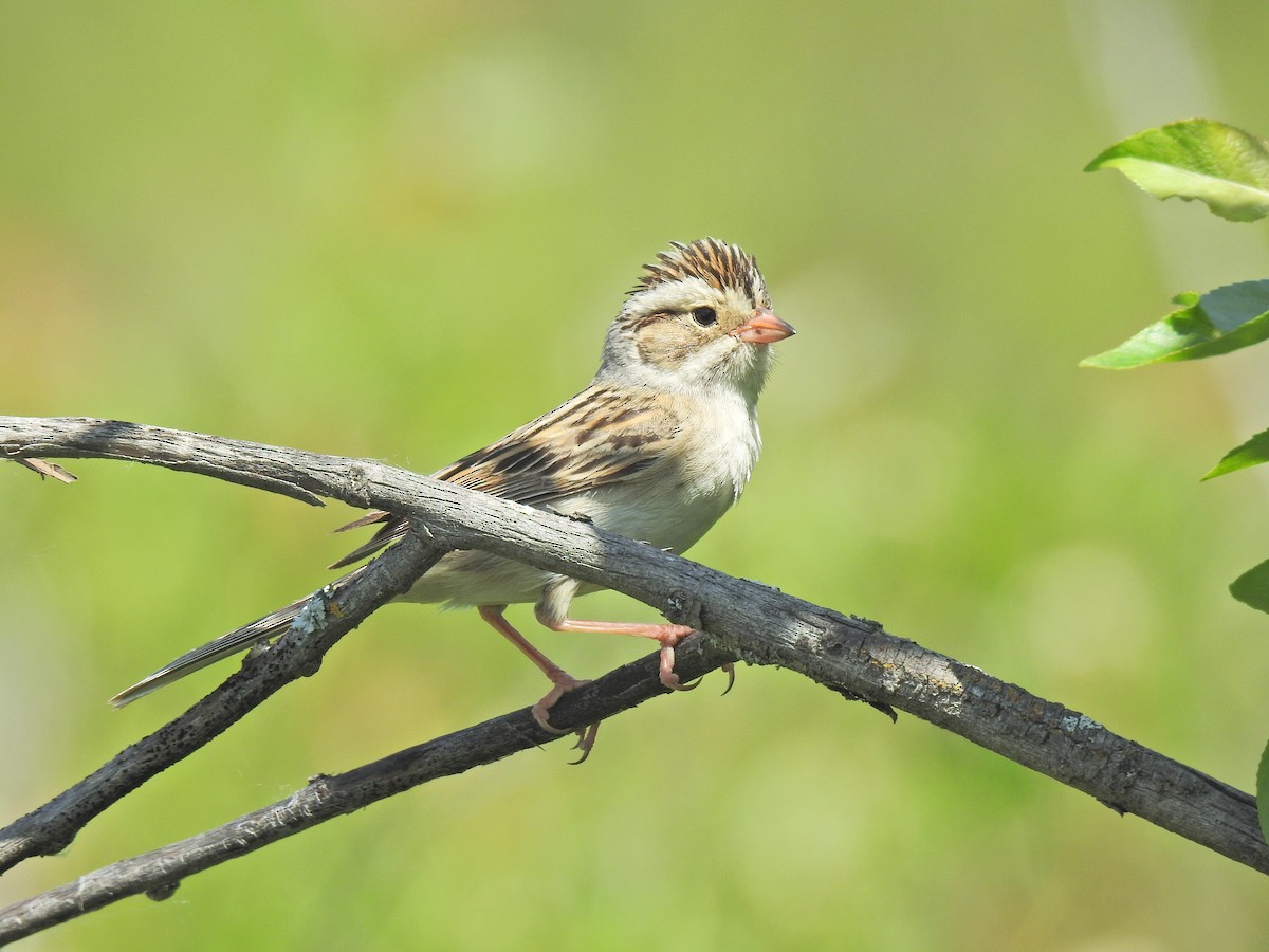 Clay-colored Sparrow - ML620797649