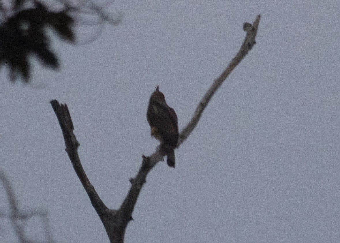 Águila de Wallace - ML620797650