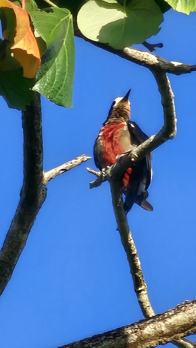 Puerto Rican Woodpecker - ML620797675