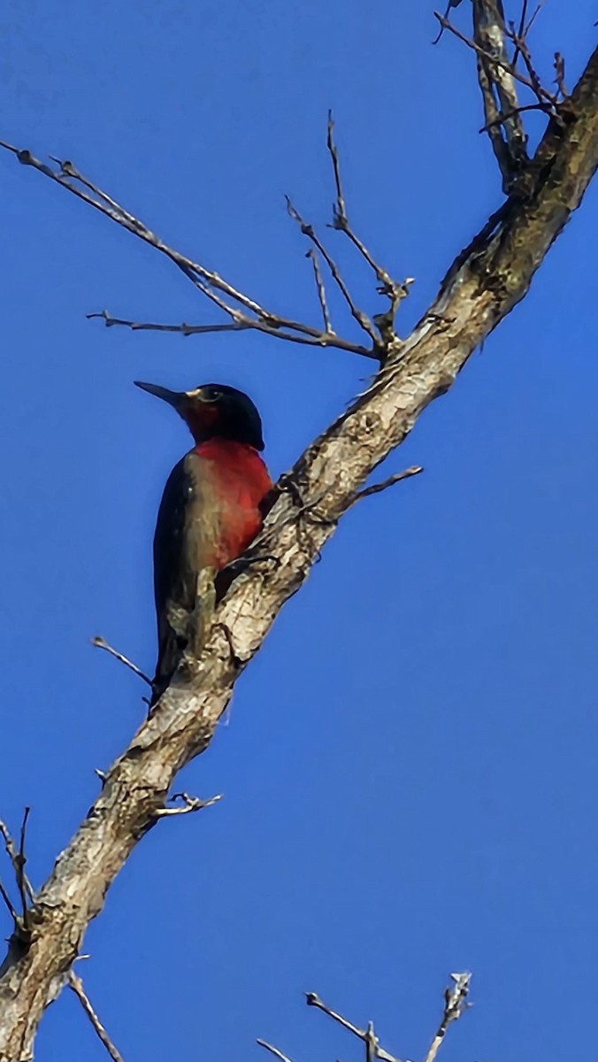 Puerto Rican Woodpecker - ML620797676