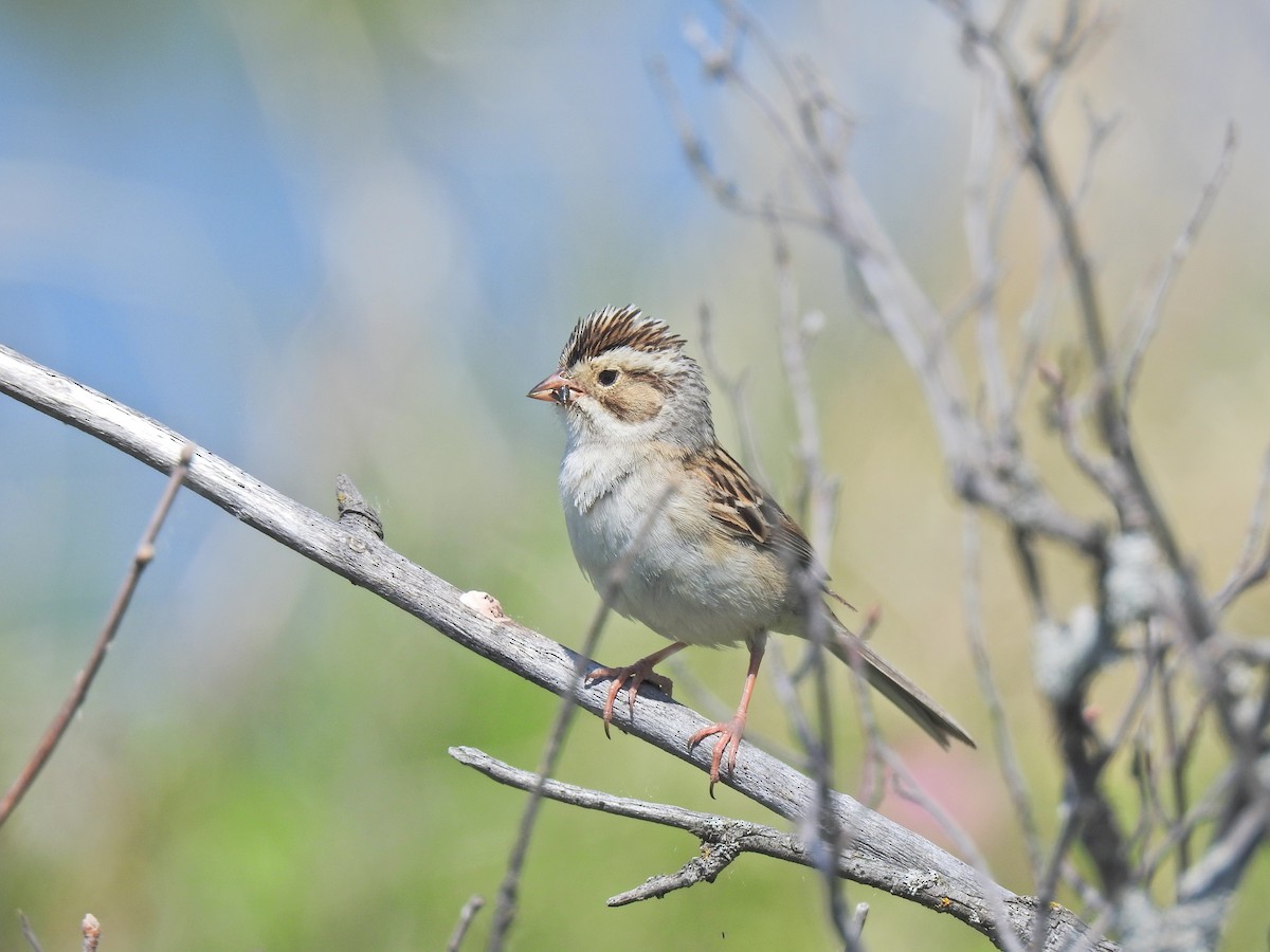 Clay-colored Sparrow - ML620797681
