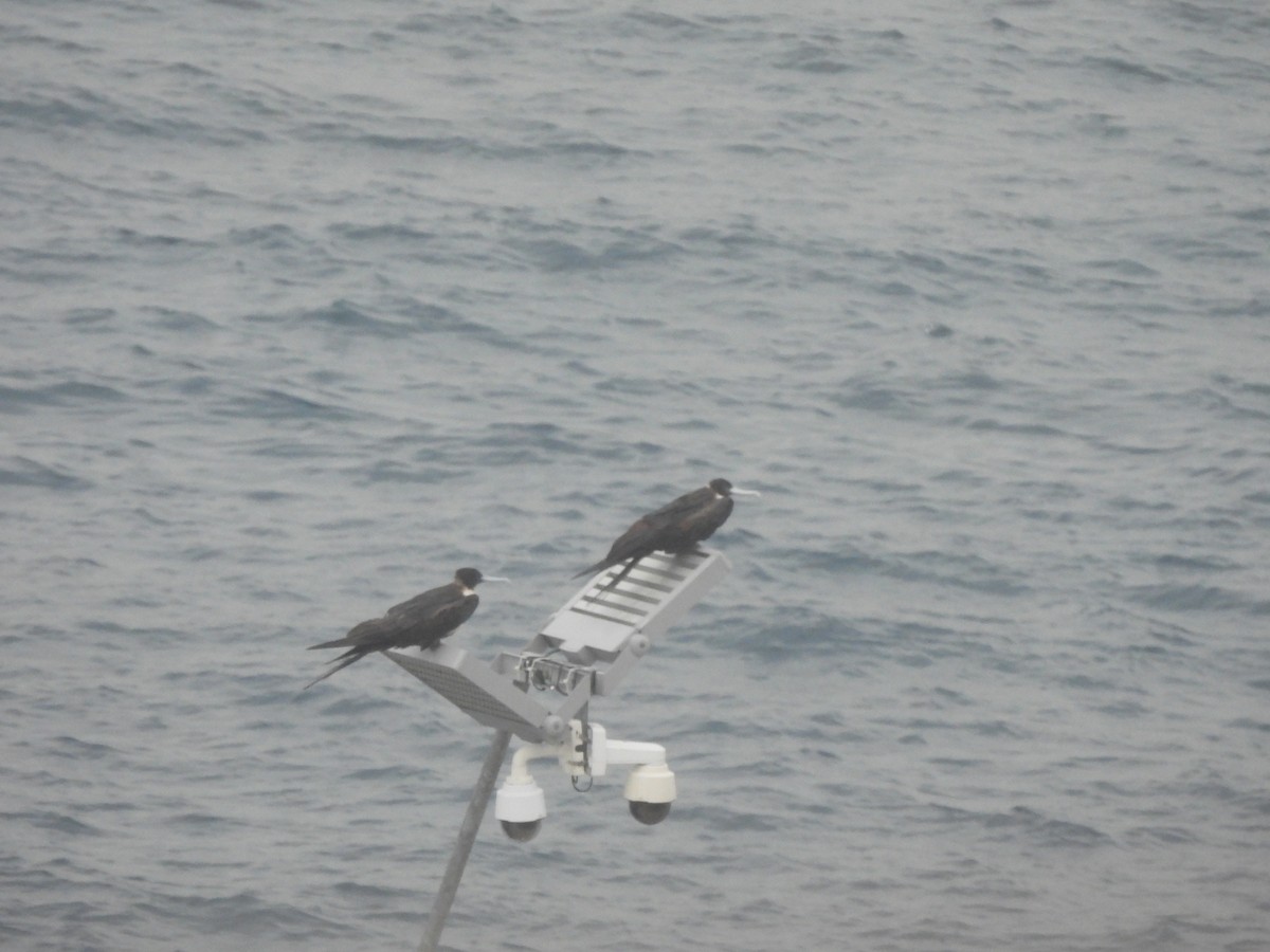 Magnificent Frigatebird - ML620797682