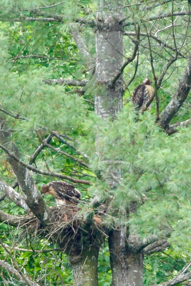 Red-tailed Hawk - ML620797684