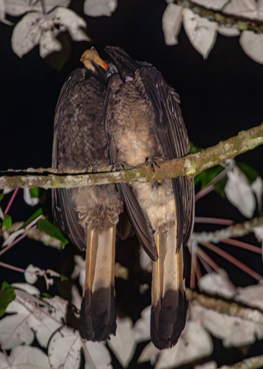 Bushy-crested Hornbill - ML620797690