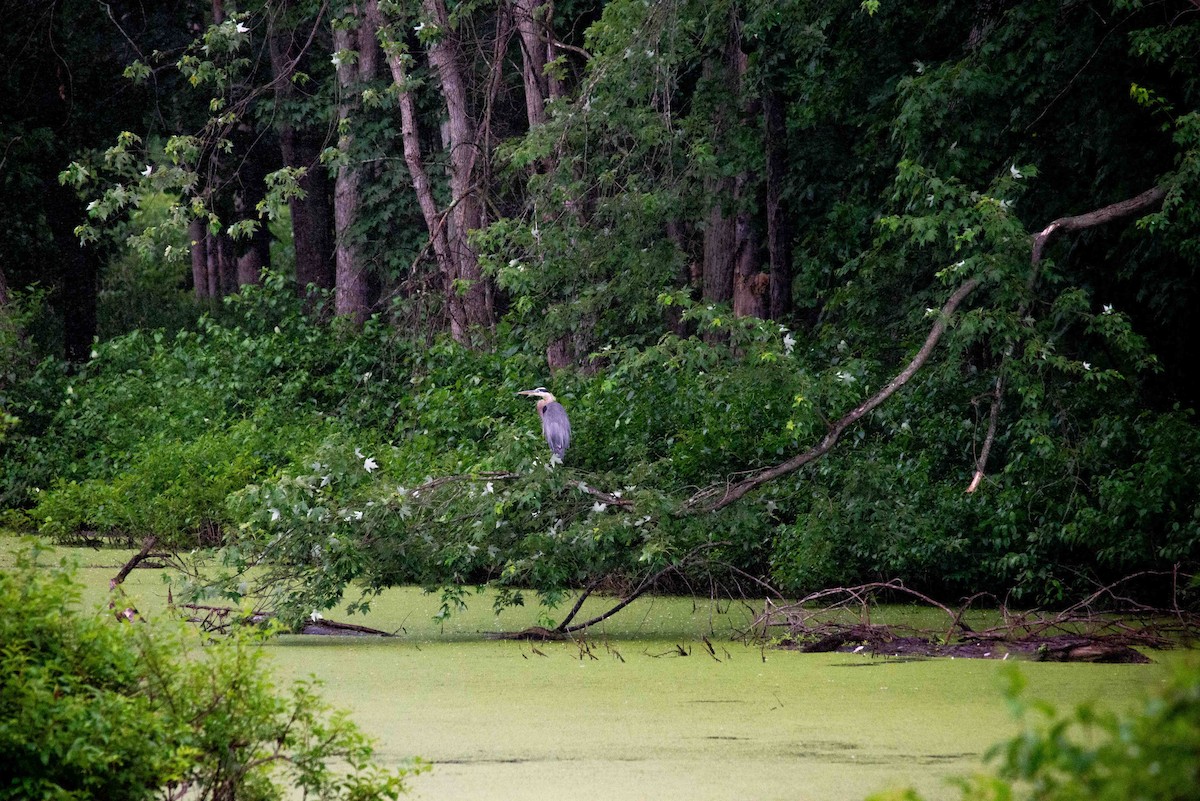 Great Blue Heron - ML620797696