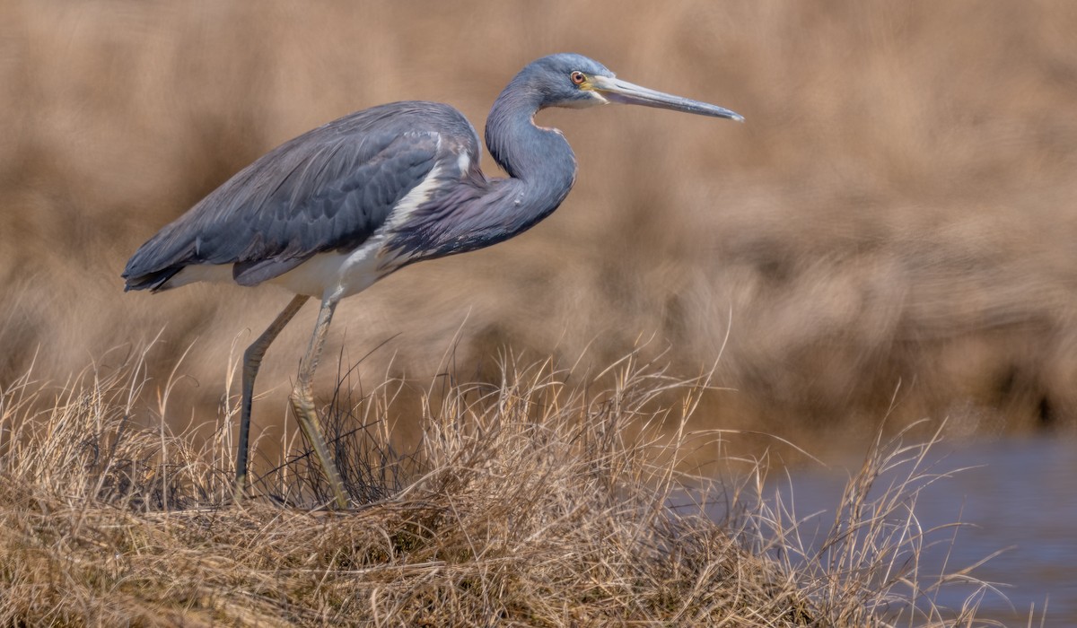 Tricolored Heron - Jim Carroll