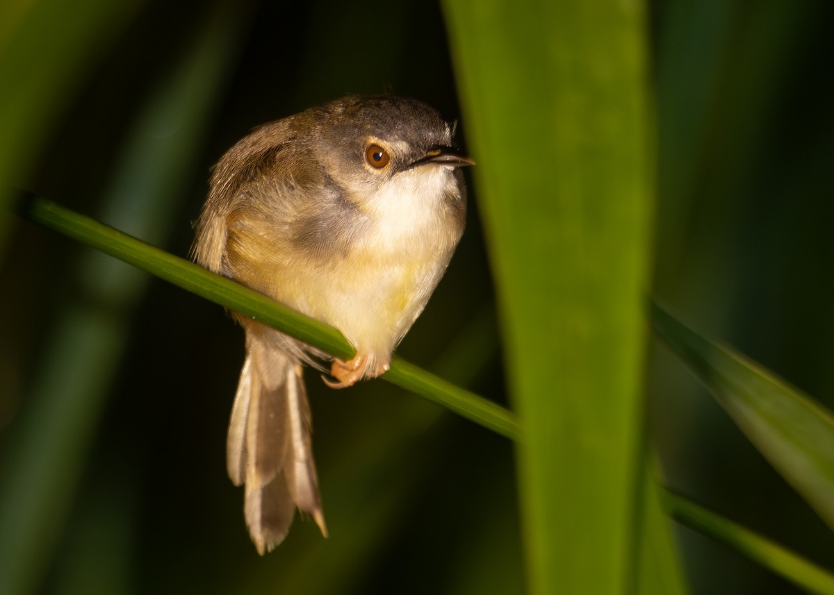 Yellow-bellied Prinia (Yellow-bellied) - Nathaniel Dargue
