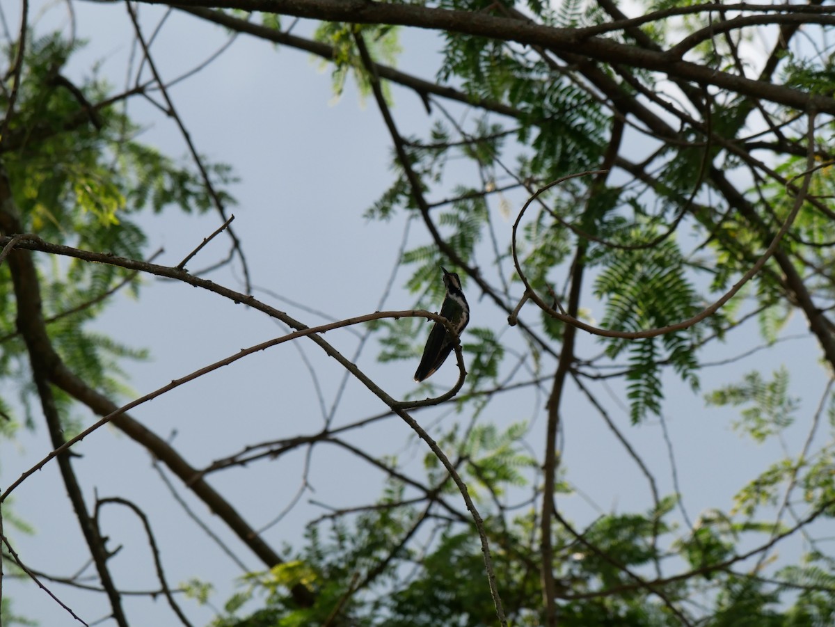 Black-throated Mango - ML620797716