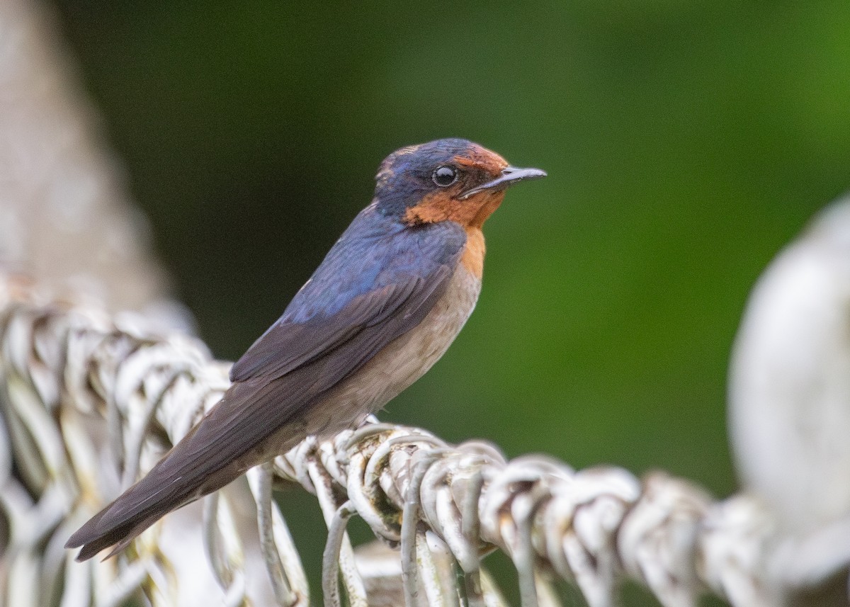 Pacific Swallow (Pacific) - Nathaniel Dargue