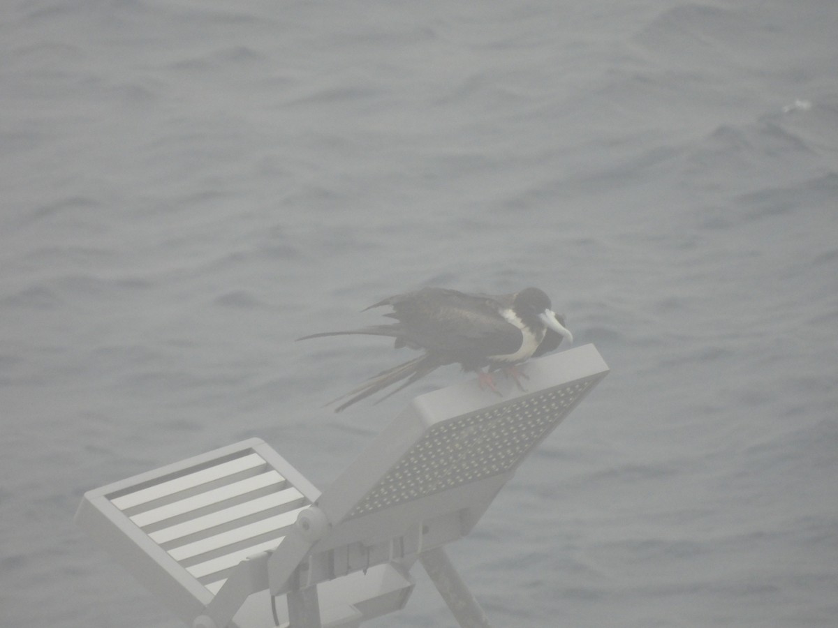 Magnificent Frigatebird - ML620797721